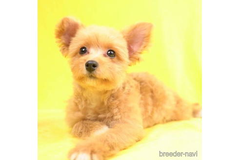 成約済の東京都のポメプー:ポメラニアン×トイプードル-206803の2枚目